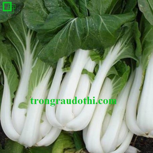 Hạt giống rau cải thìa